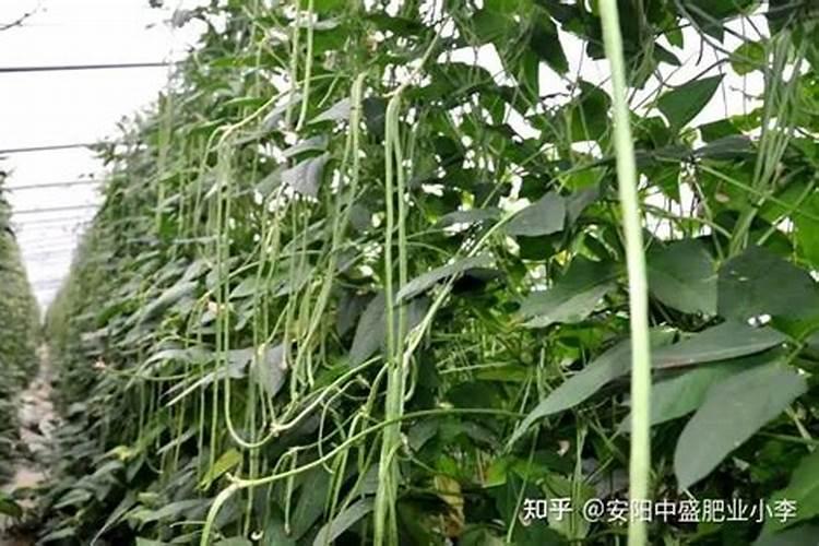 豆角冲什么水溶肥最好