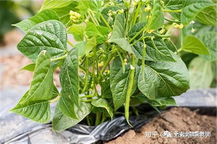 温室豆角收获期用什么冲施肥