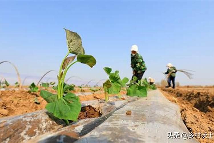 栽红薯用什么肥料最好