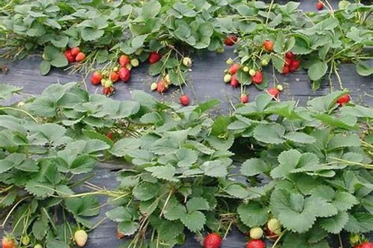 水溶肥和有机肥区别