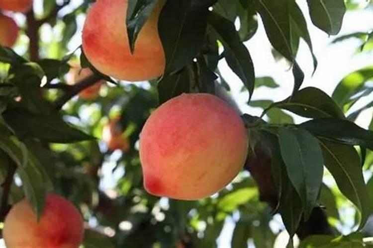 广东万年青用什么肥料