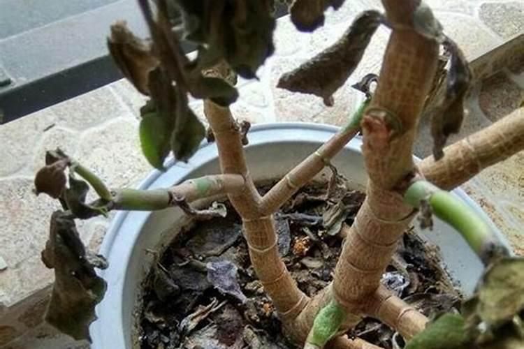 插技植物未生根,能喷洒叶面肥吗？