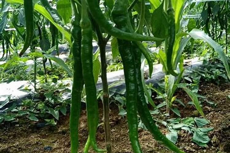 种辣椒用什么肥料最好