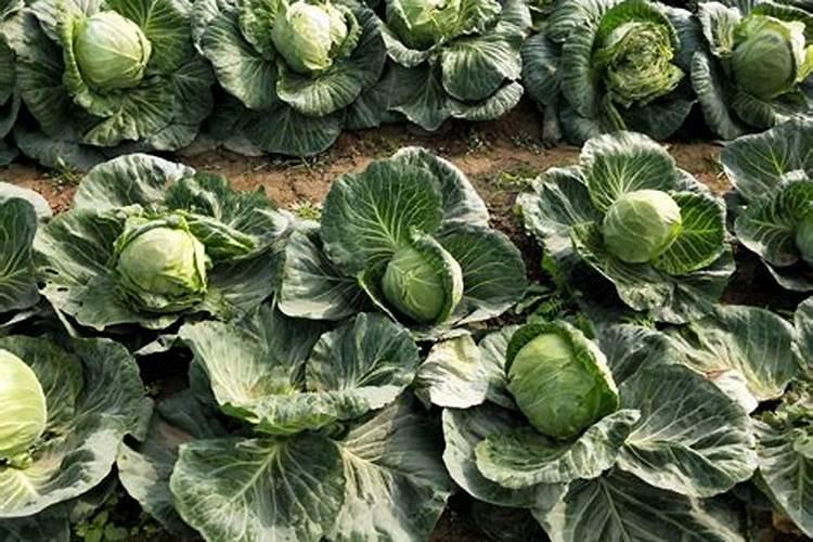 如何进行大白菜的叶面施肥？