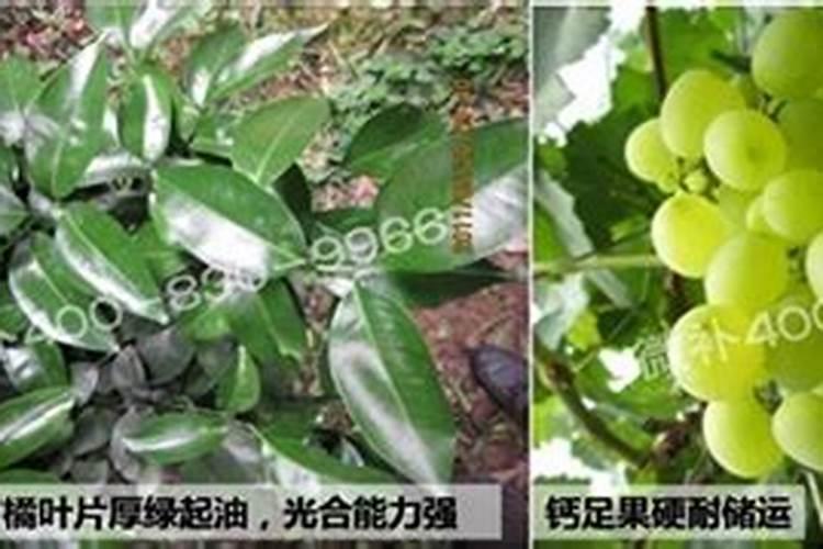 绿肥种植技术有什么内容？