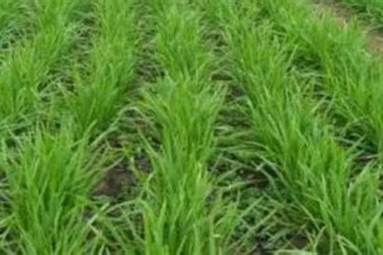 生姜大培土时要同时施肥吗