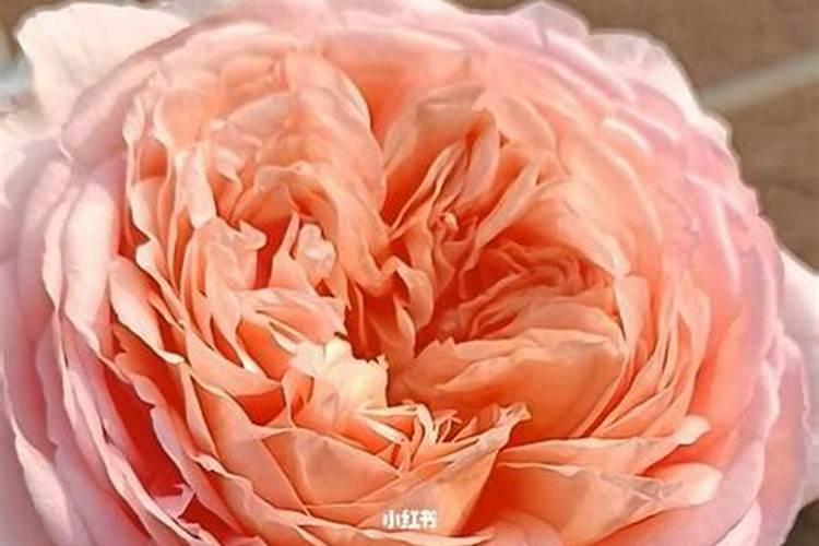 蔬菜发芽如何施肥