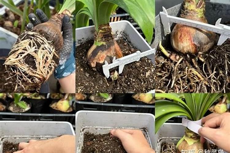 什么是磷肥和钾肥