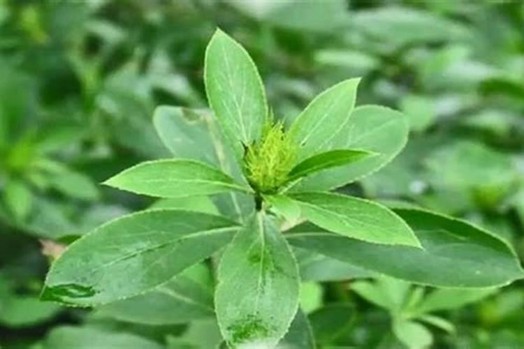 农博金草苍术种植施肥过多会造成营养过剩吗？