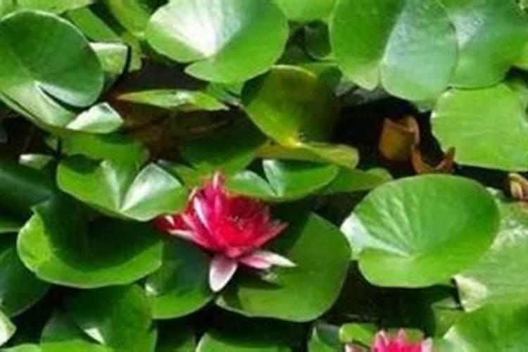 缺少氮磷钾肥分别有什么现象