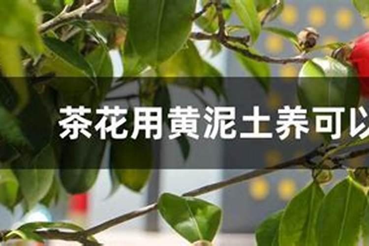 盆栽植物如何施肥,盆栽植物施什么肥效果好