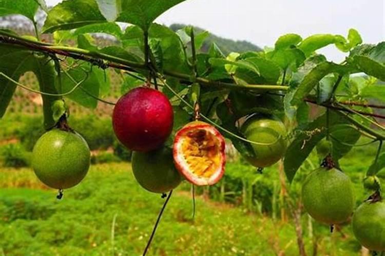 百香果挂果期施什么肥