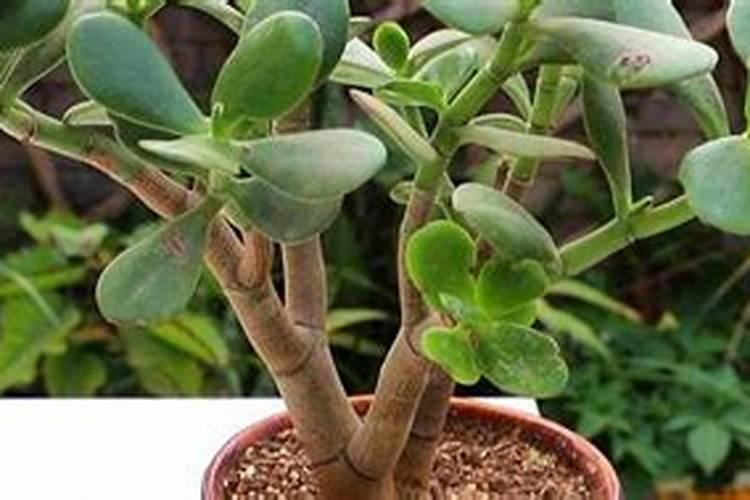 控释肥与掺混肥的区别