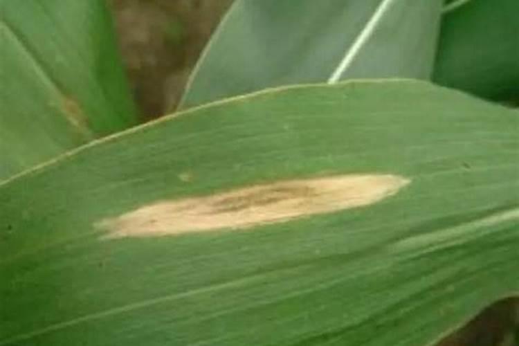 大蒜头如何生成蒜苗