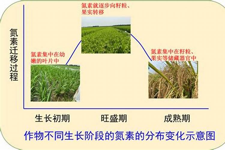 用什么改良碱性土壤
