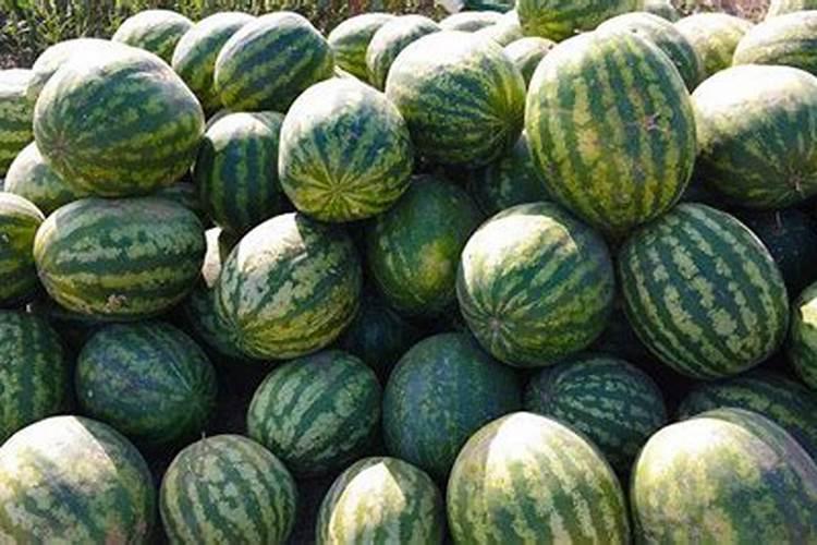 西瓜苗受药害如何解救