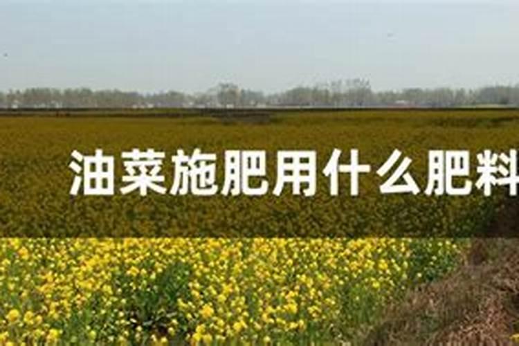 油菜打什么药可以增产