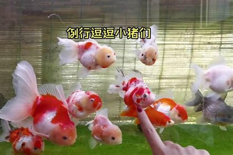 翠玉梨最容易出现果秀用什么药好哪些药不能在翠玉梨树上使用