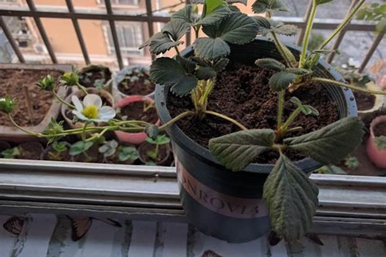 磷肥草莓放多少