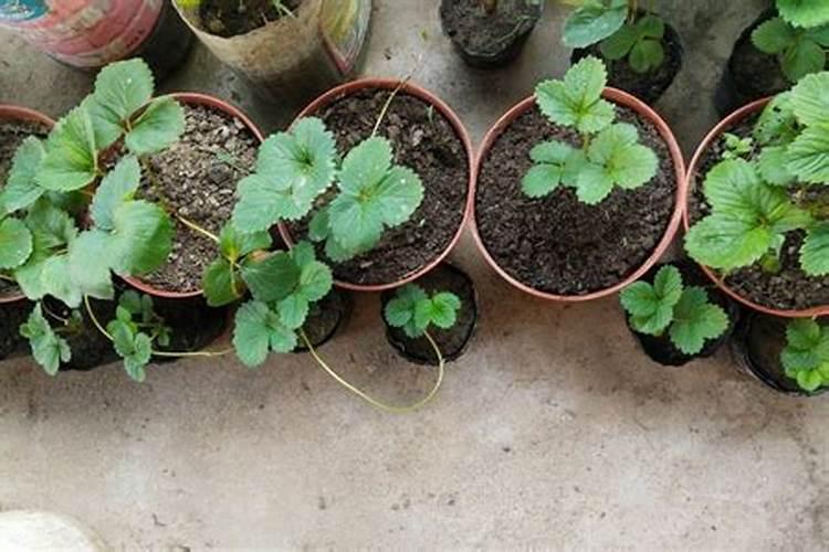 盆栽草莓施多少肥