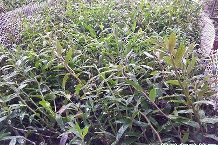 铁皮石斛用什么肥料好