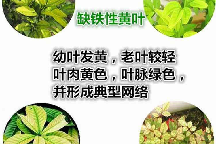 草莓叶片发黄,缺铁缺钙,有没有什么补铁补钙的冲施肥或者叶面肥？
