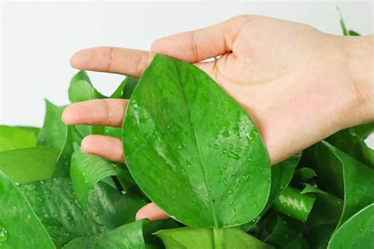 氨基酸复混肥的性质和生产方法是什么？