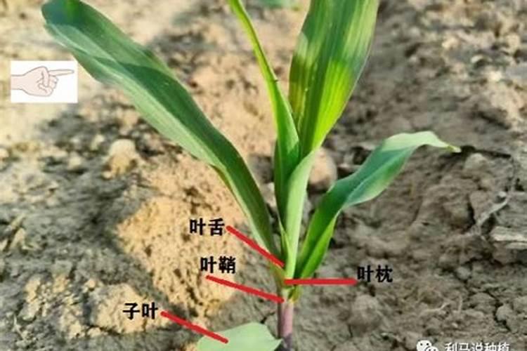 玉米在哪个生长周期要用叶面肥,该如何喷施？