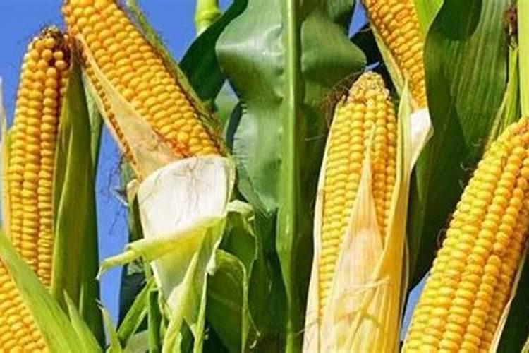 硝酸铵钙肥料怎样使用效果最好