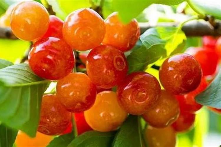 大樱桃什么施肥