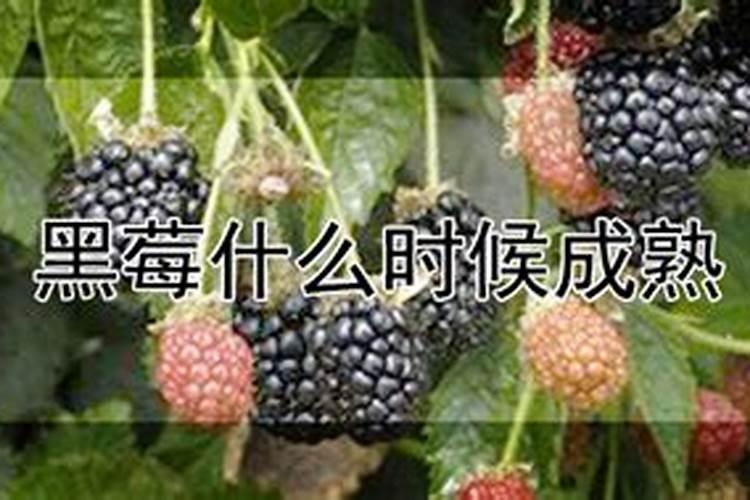 黑莓种植技术