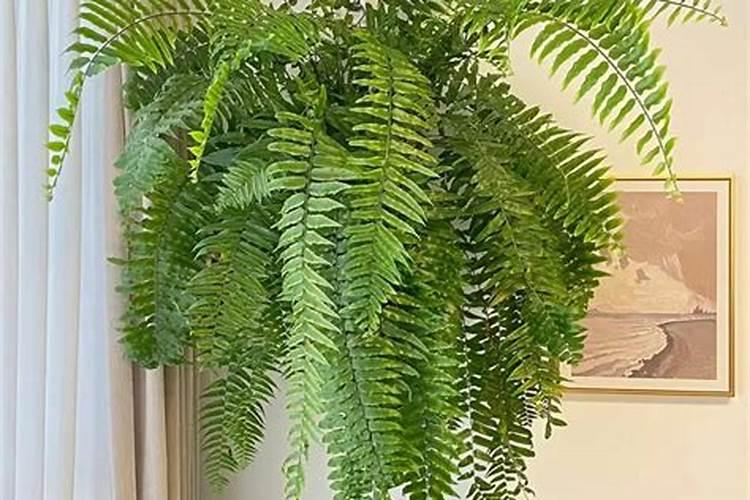 磷肥可用水稀释后浇辣椒吗？