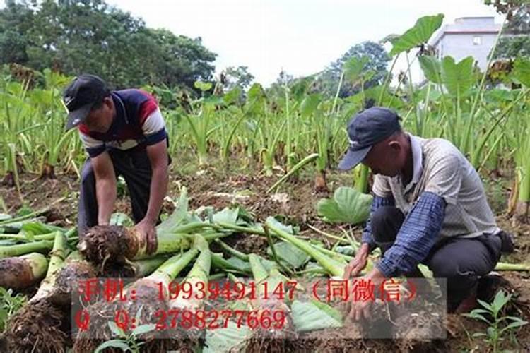 适合多肉的肥料有哪些