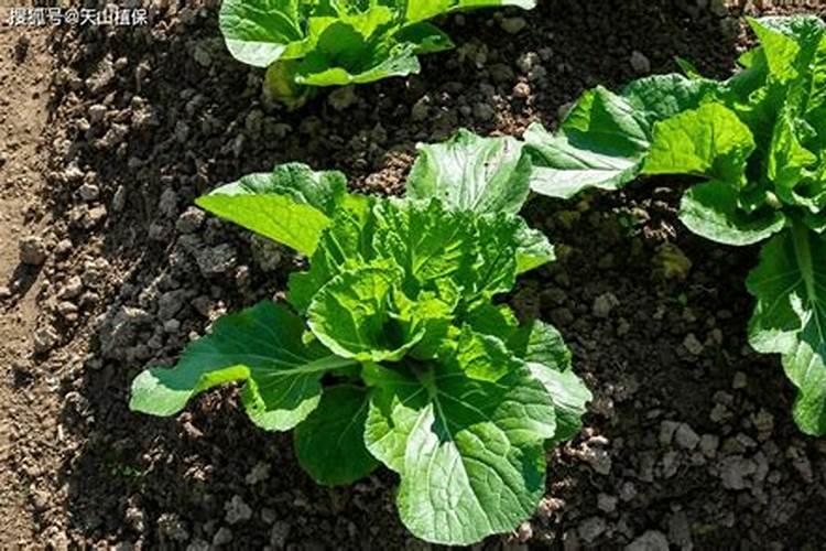 种植大白菜什么时候追肥