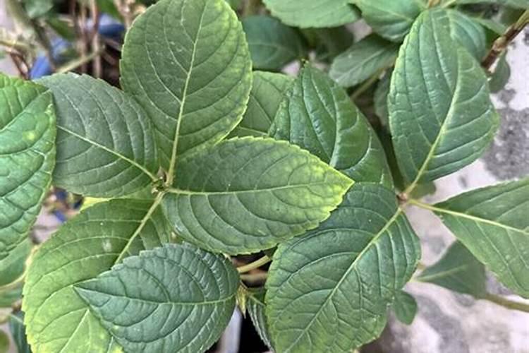 磷酸二氢钾严重过量喷施几天出现症状？