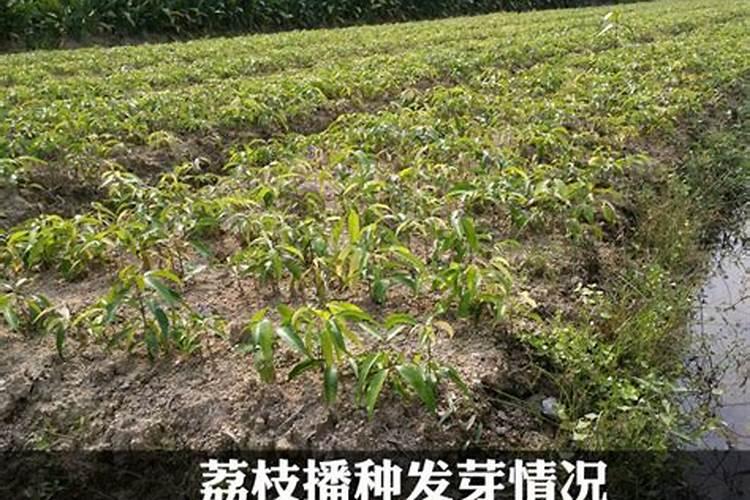 火龙果怎么施肥比较好