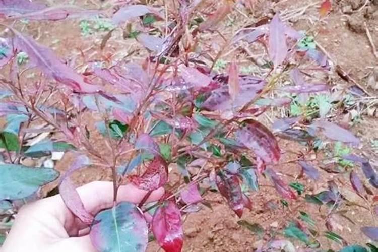 成岩作用与成岩作用阶段