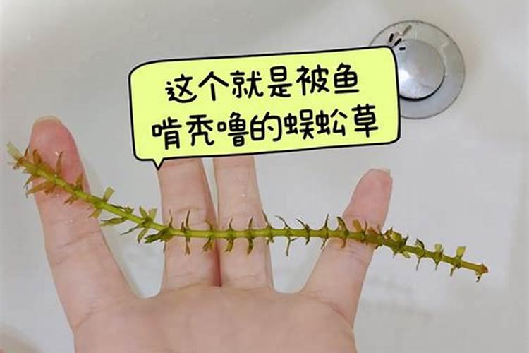 硼砂、硼酸是什么？有什么作用？