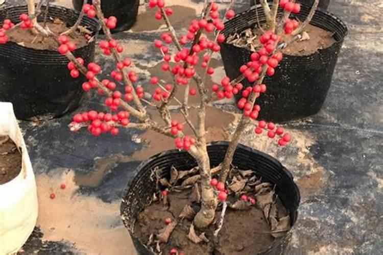 辣椒施肥必看:6个施肥妙招,提高产量