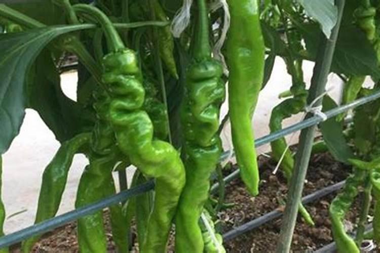 辣椒盛果期打什么叶面肥