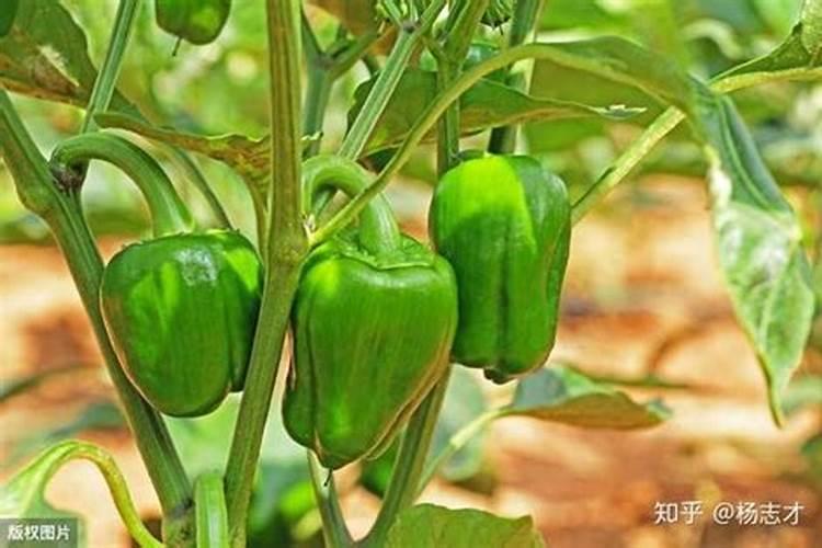 什么时候种秋士豆最好？