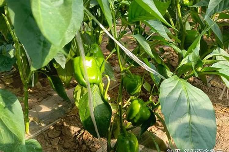 辣椒用什么肥料好,辣椒用什么肥料好呢