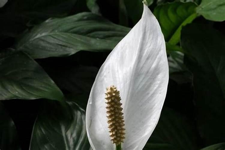 白掌施什么肥开花 注意这两个方面