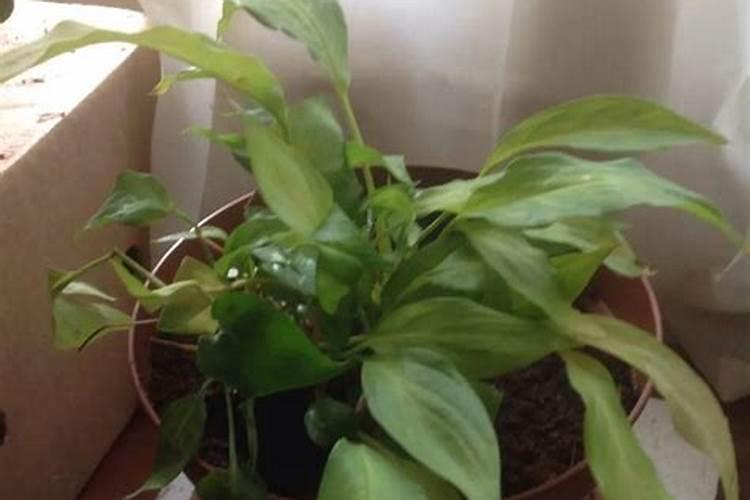 玉米打了除草剂受药害,打云台素,和磷酸二氢钾行吗