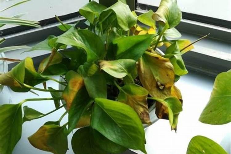 牡丹花刚栽要浇水吗 牡丹的浇水方式