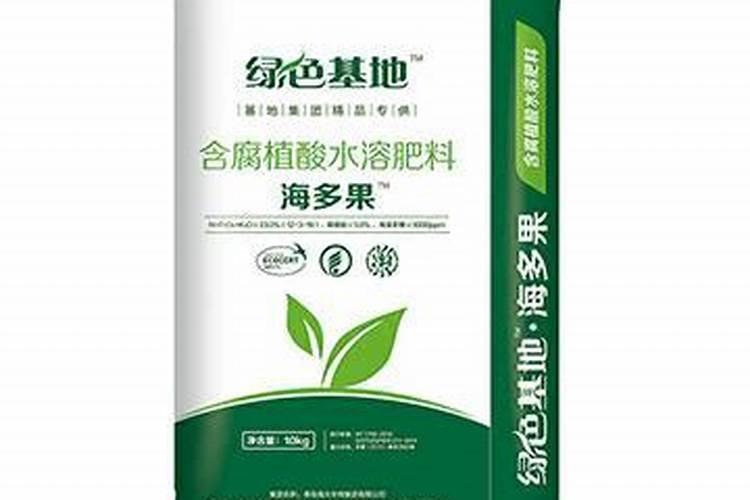 月季叶子干枯怎么办,6个方法让你的月季生机盎然