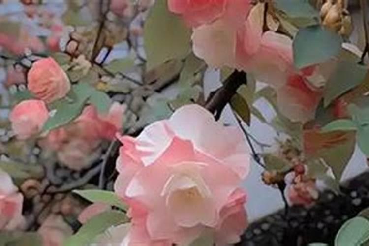 旭牧通肥乐丁怎么样