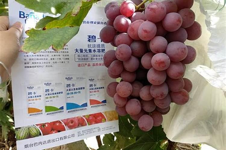 红糖当冲施肥怎么用 红糖当冲施肥如何用