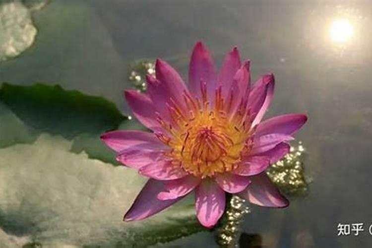 蔬菜如何科学施用锌肥