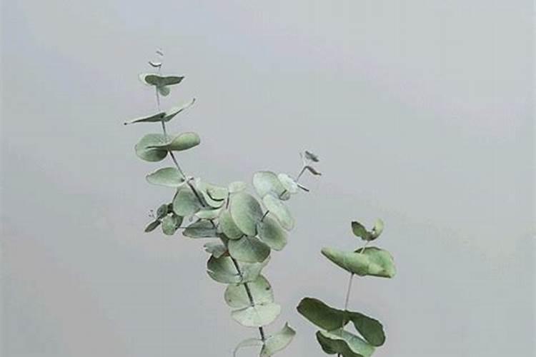 水稻破口期打什么药防治水稻病害好呢